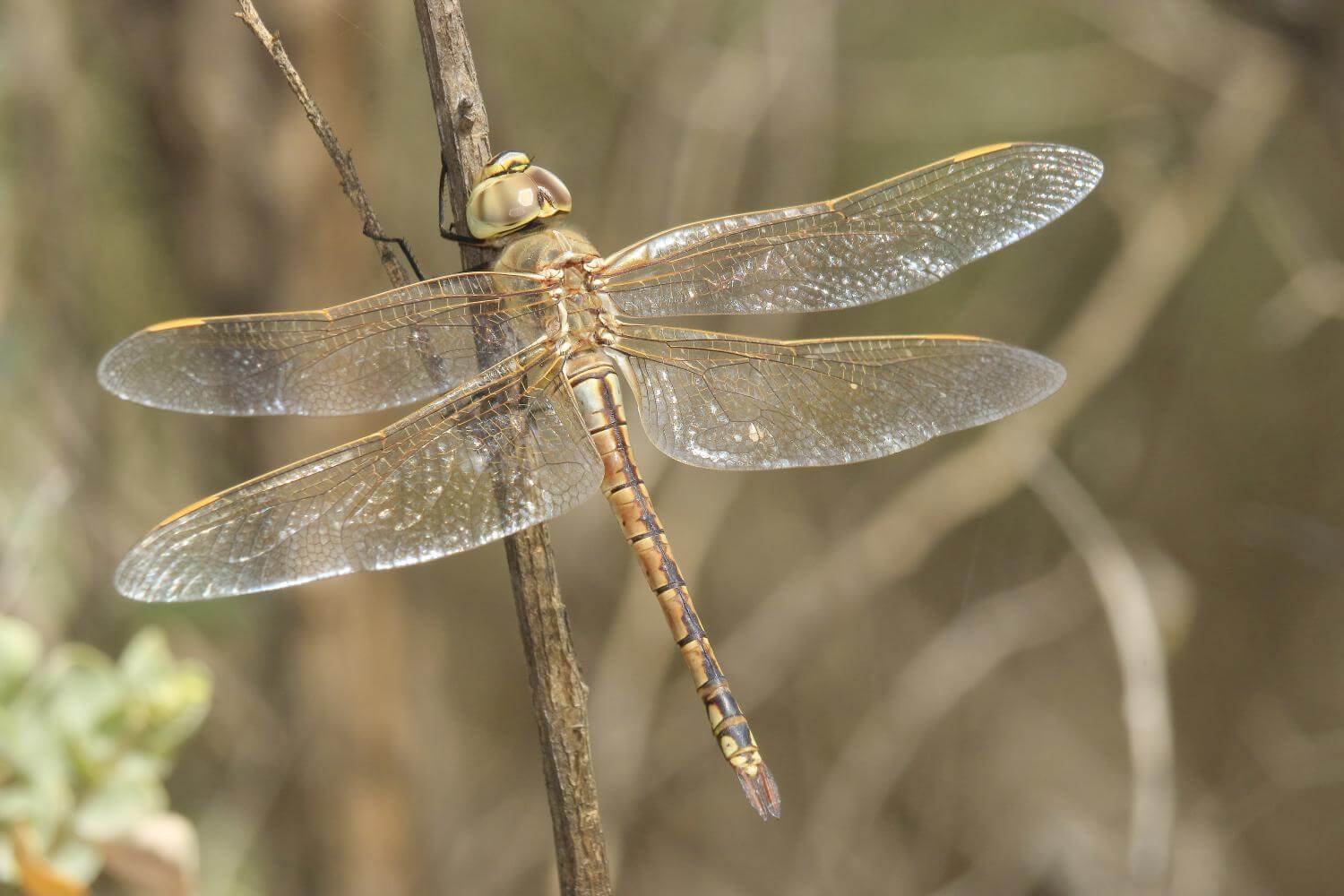 Female Anax ephipigger